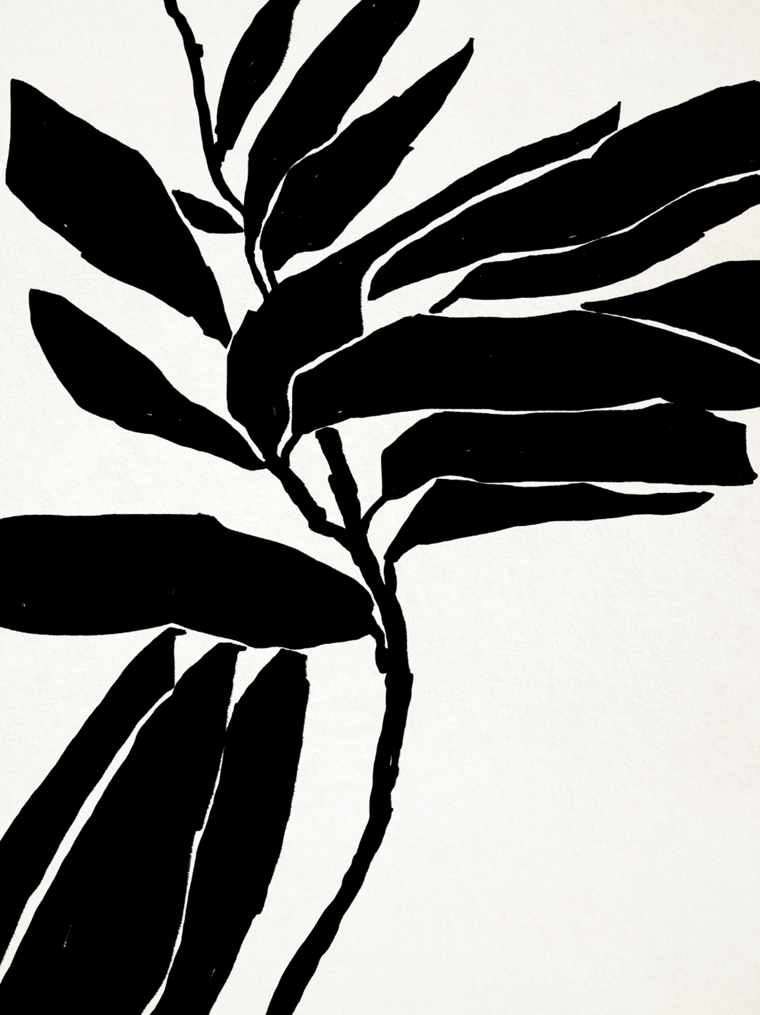 Illustration botanique en noir, 50x70