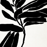 Botanical illustration in black, 50x70