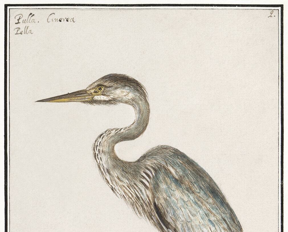 Small poster of the Grey Heron, based on an old engraving from 1610.