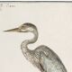 Small poster of the Grey Heron, based on an old engraving from 1610.