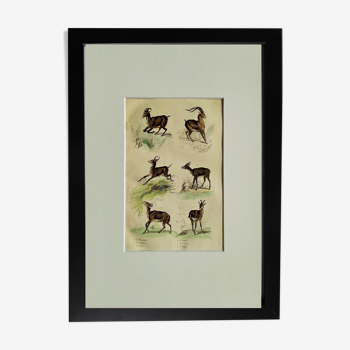 Original zoological plate " Ibex - Chamois - Gazelle - &c... " Buffon (1836)