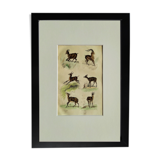 Original zoological plate " Ibex - Chamois - Gazelle - &c... " Buffon (1836)