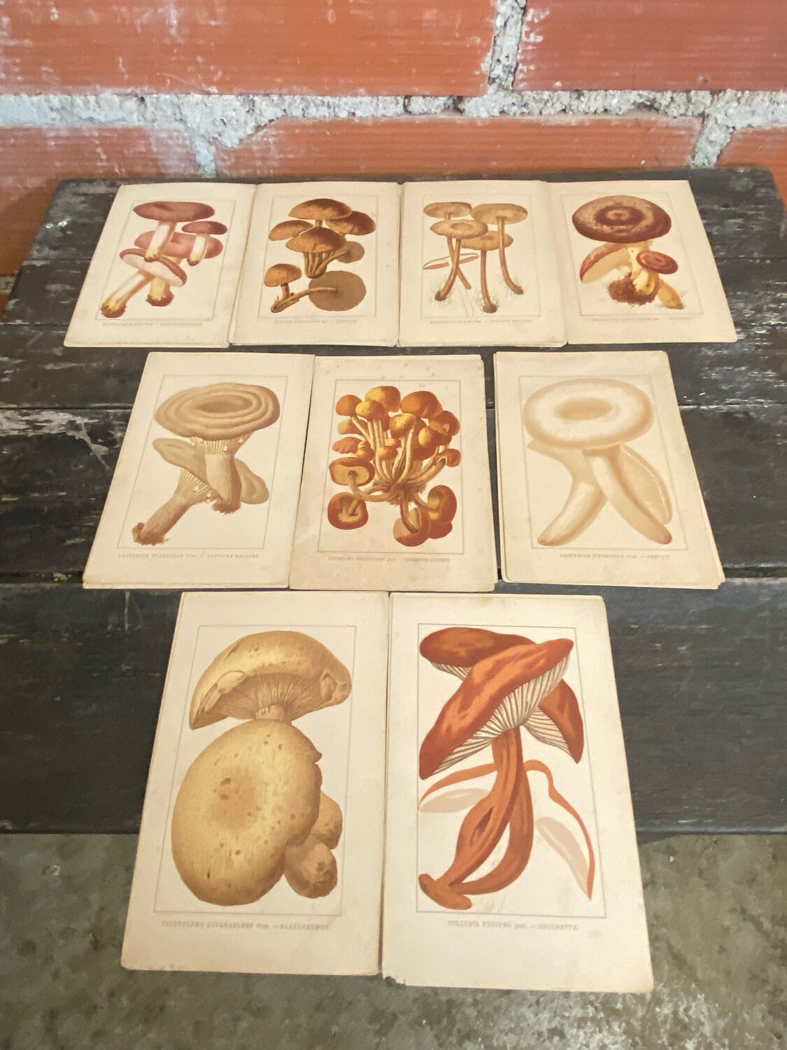 Series of 27 plates h. baillon iconography flora mushrooms vintage