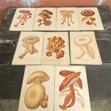 Series of 27 plates h. baillon iconography flora mushrooms vintage