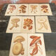 Series of 27 plates h. baillon iconography flora mushrooms vintage