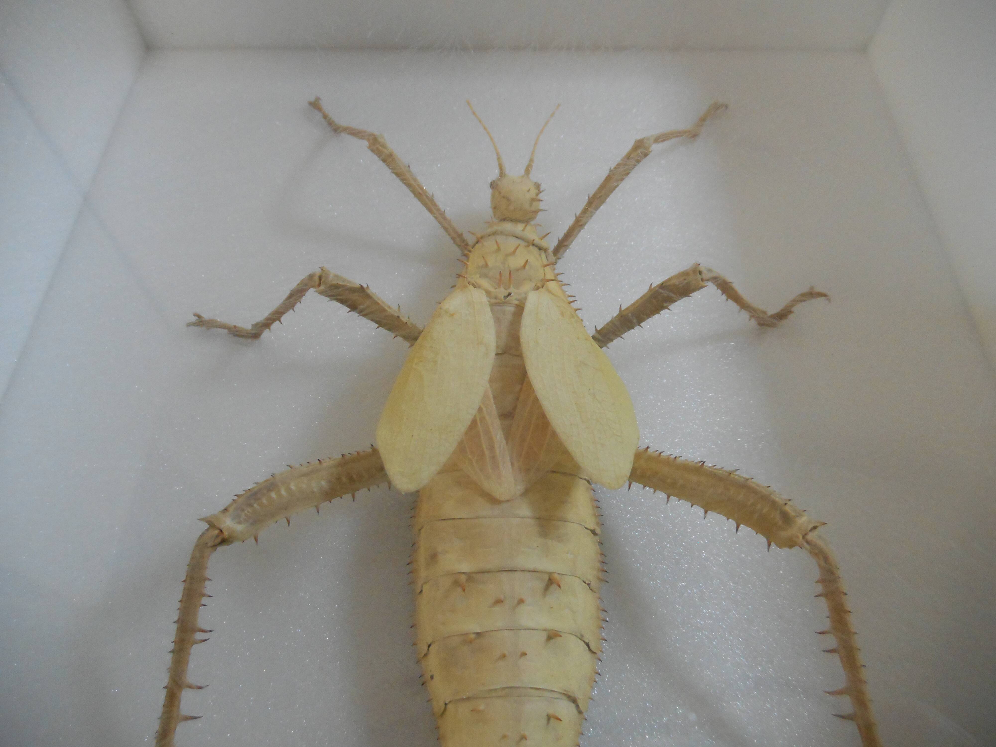 Male giant Grasshopper under glass