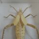 Male giant Grasshopper under glass