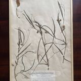 Framed herbarium boards, 1900s