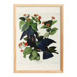 Poster of the White-crowned Pigeon, after an old engraving