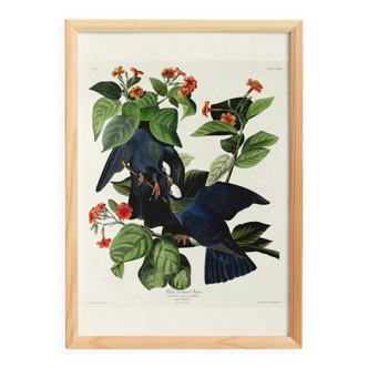 Poster of the White-crowned Pigeon, after an old engraving