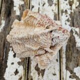 Ancient coral