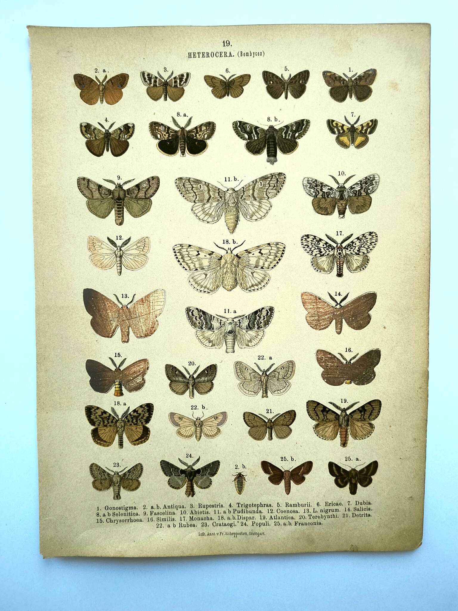 Butterflies - Antique engraving from 1887 - Lithograph by Gonostigma nature