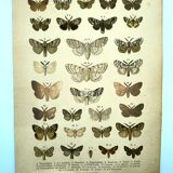Papillons - Gravure ancienne de 1887 -  Lithographie de Gonostigma nature