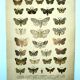 Butterflies - Antique engraving from 1887 - Lithograph by Gonostigma nature