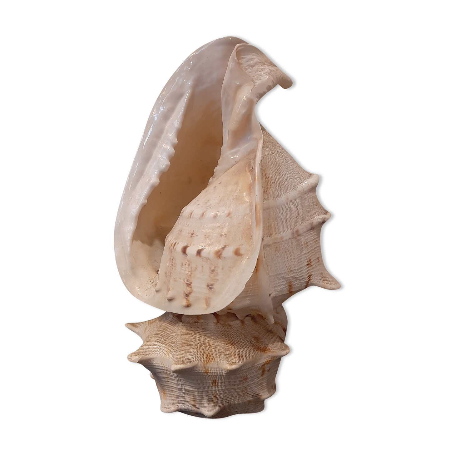 Lampe coquillage