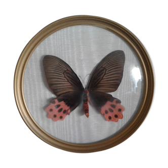 Naturalized butterfly frame.  Vintage