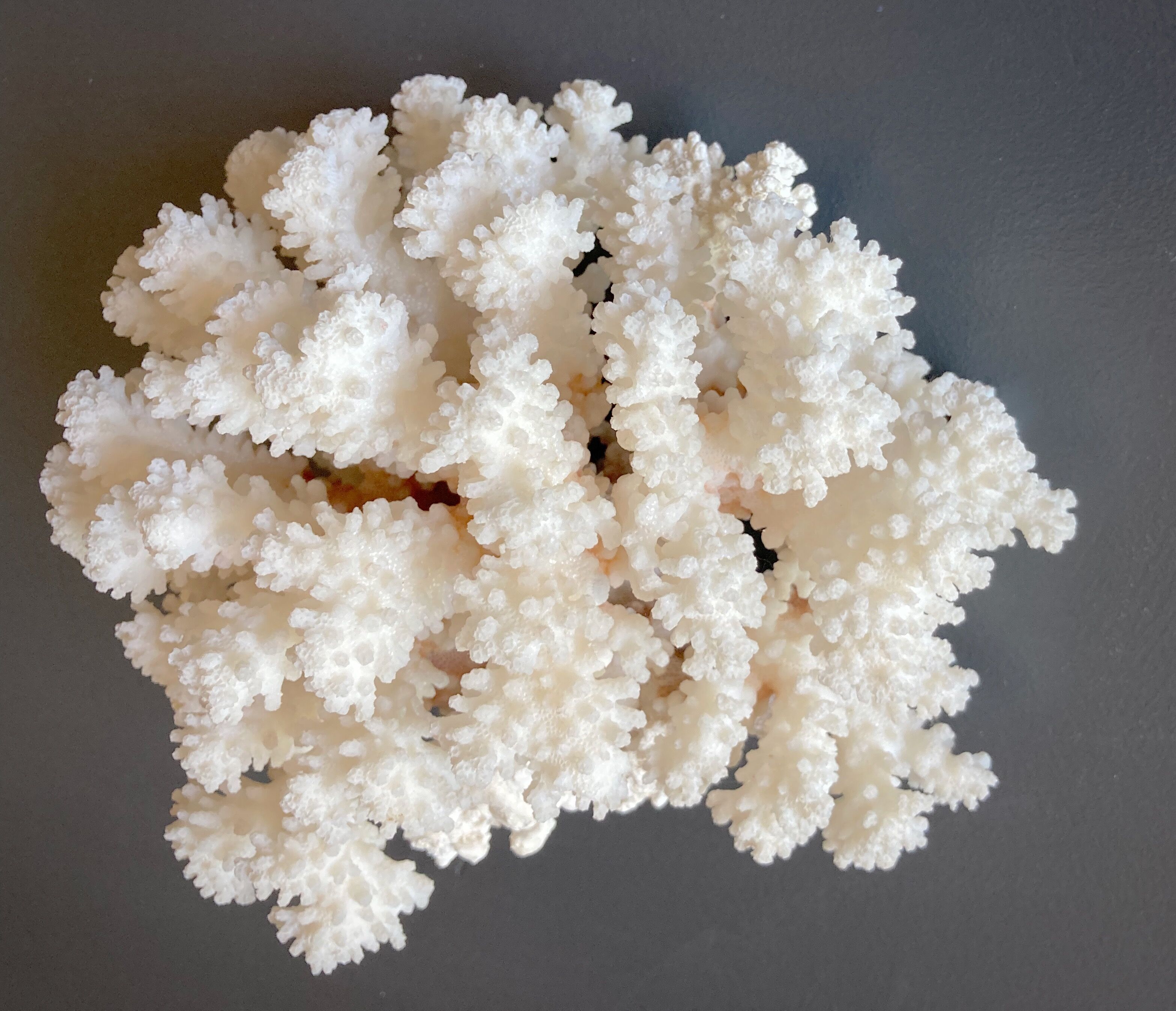 Natural white coral foot