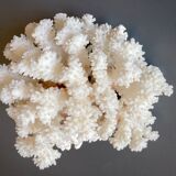 Natural white coral foot