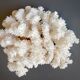 Pied de corail blanc naturel