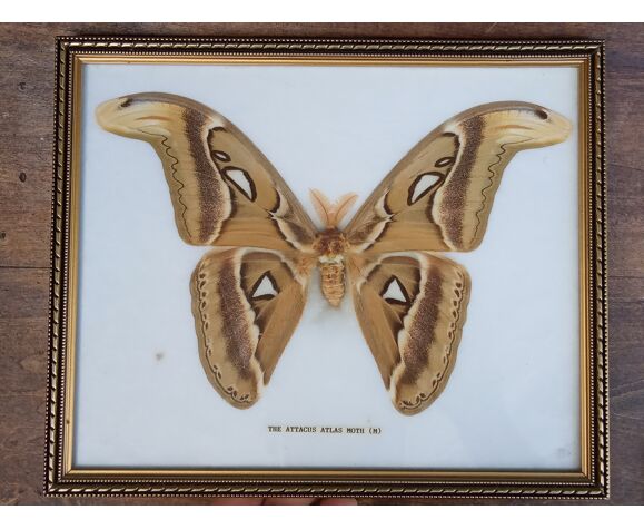Cadre papillon attacus atlas moth