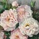 Helena van den Broeck. Still life with peonies. Pastel.
