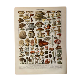 Lithograph on mushrooms from 1897 (Flaccid Lenzite)