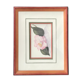 Botanical watercolour signed and framed