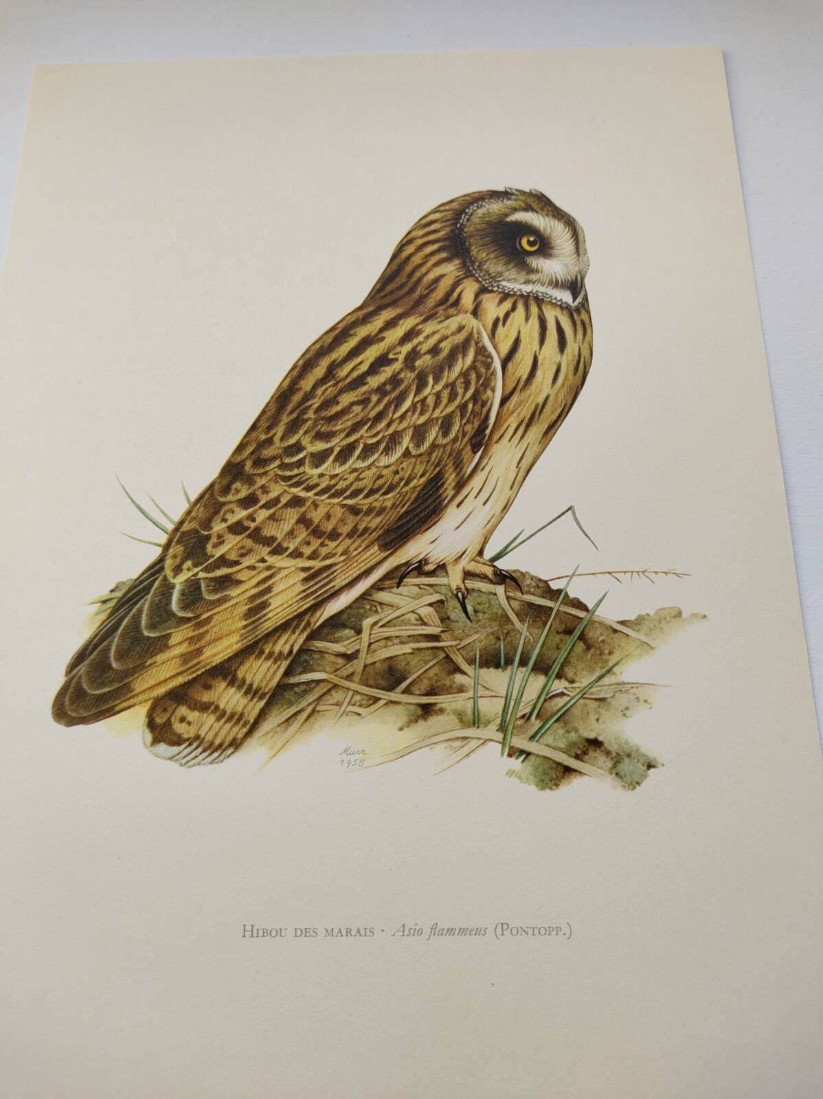 Bird board 1960s - Short-eared Owl - Vintage zoological and ornithological illustration