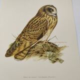 Planche oiseaux Années 1960 - Hibou des Marais - Illustration zoologique et ornithologique vintage