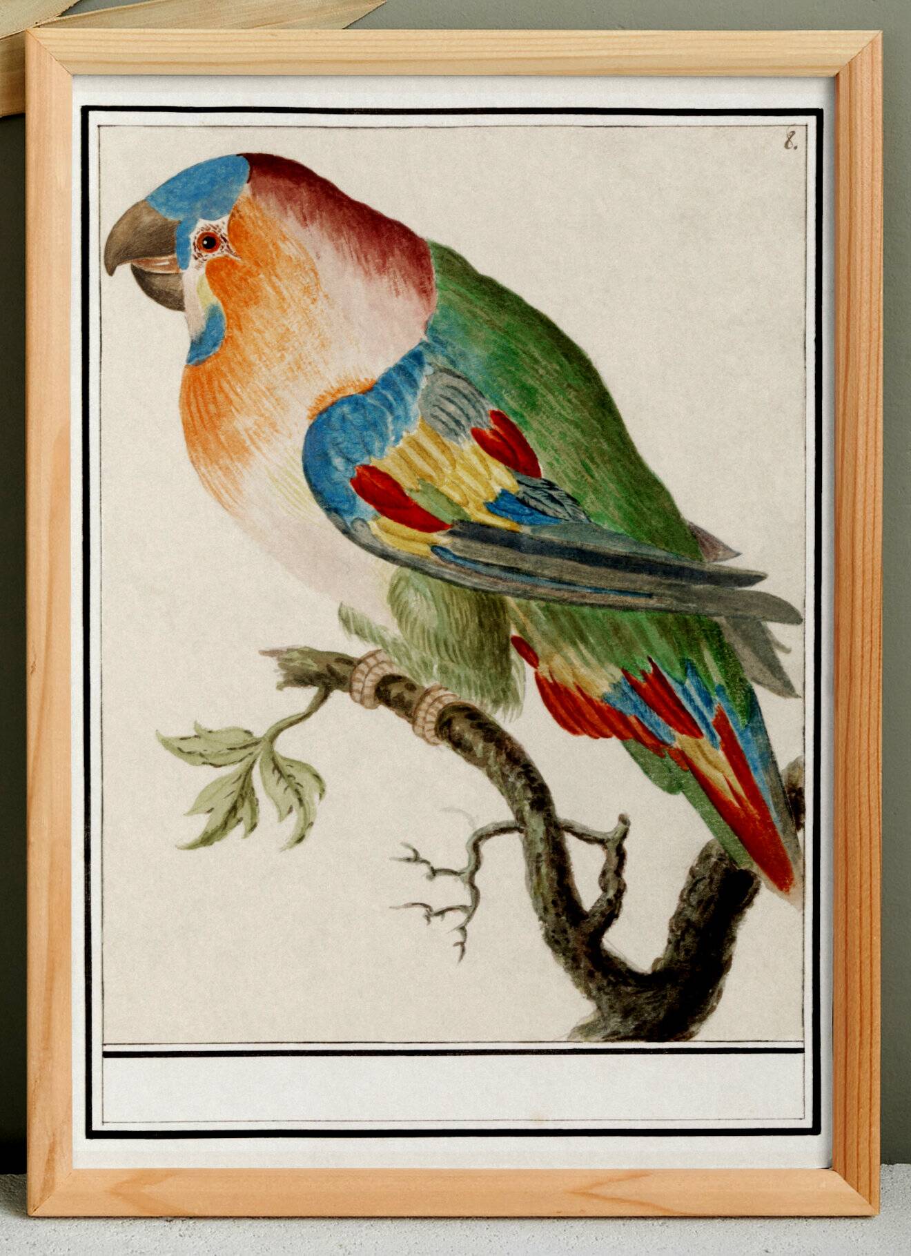 Small poster about the parrot, after an old engraving from 1610.