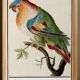 Small poster about the parrot, after an old engraving from 1610.