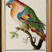 Small poster about the parrot, after an old engraving from 1610.