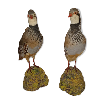 Couple of stuffed partridges