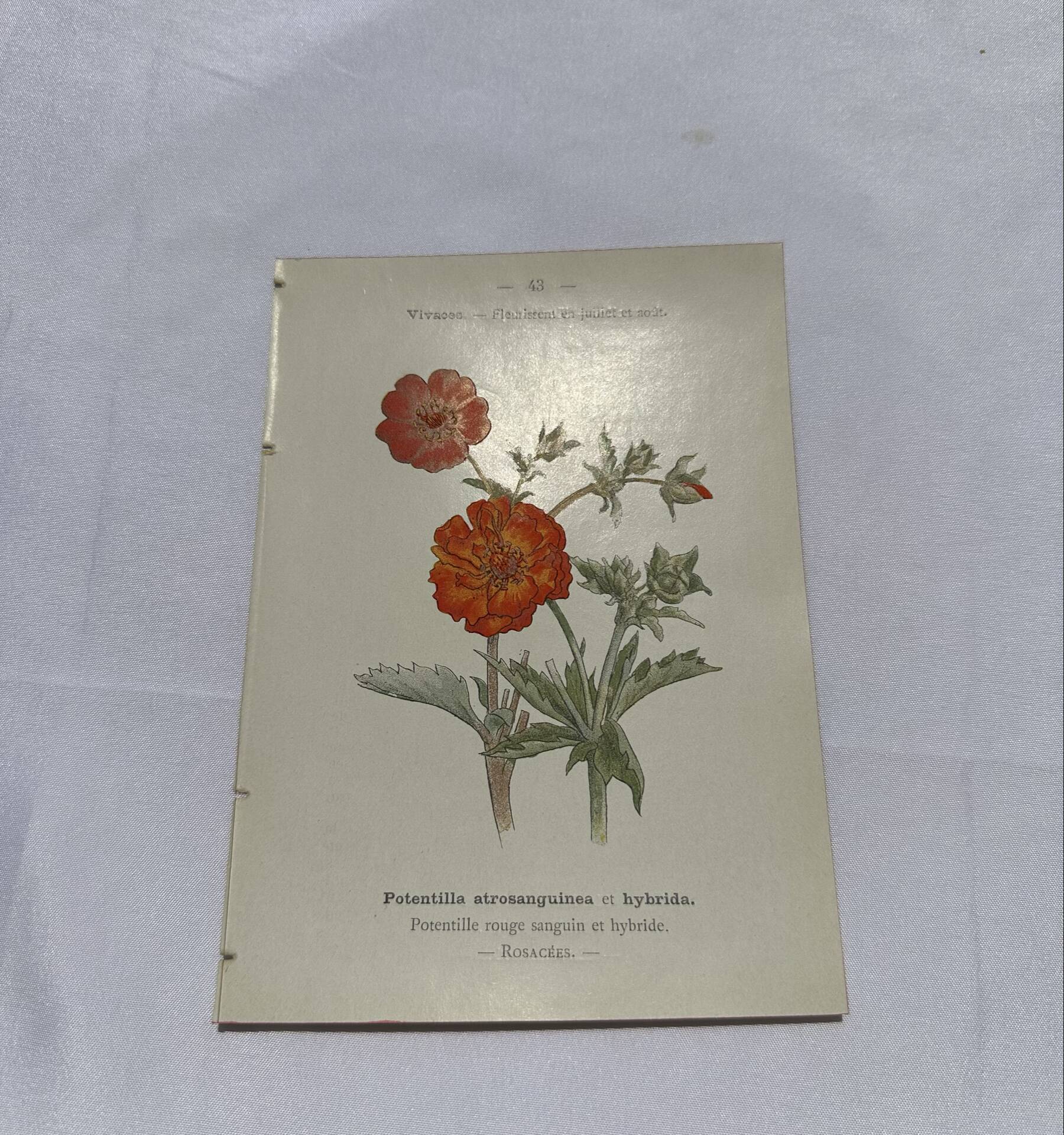 Old double-sided botanical engraving naturalist plate 1800