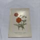Old double-sided botanical engraving naturalist plate 1800