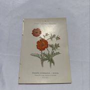 Gravure botanique ancienne double face planche naturaliste 1800