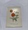 Old double-sided botanical engraving naturalist plate 1800