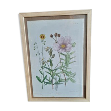 Botanical plate
