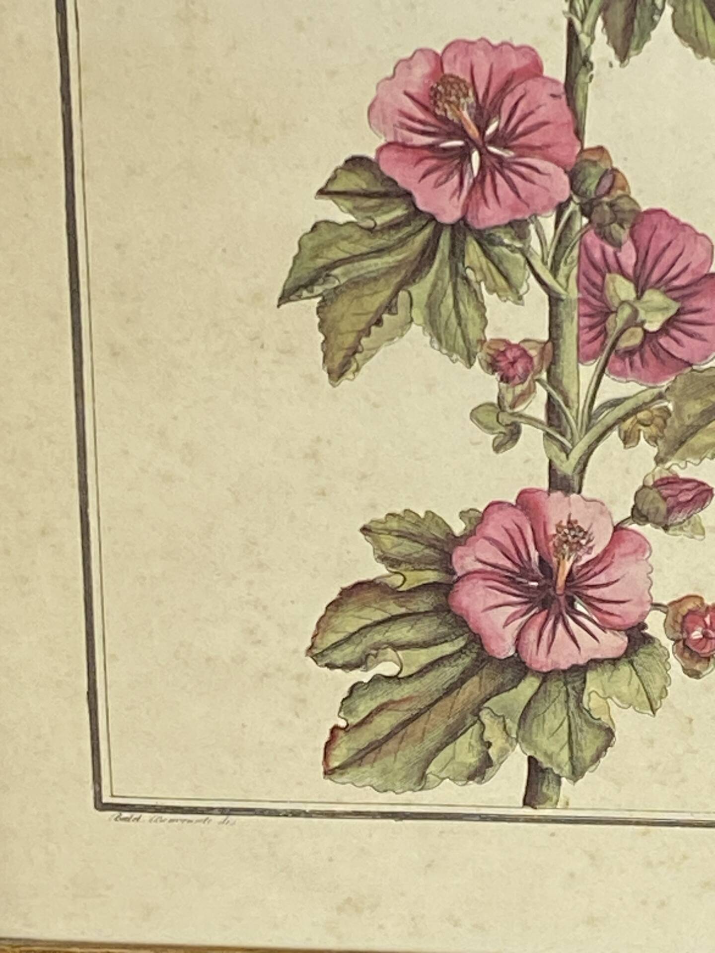 Botanical engraving of Lavatera Malvone
