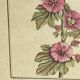 Botanical engraving of Lavatera Malvone