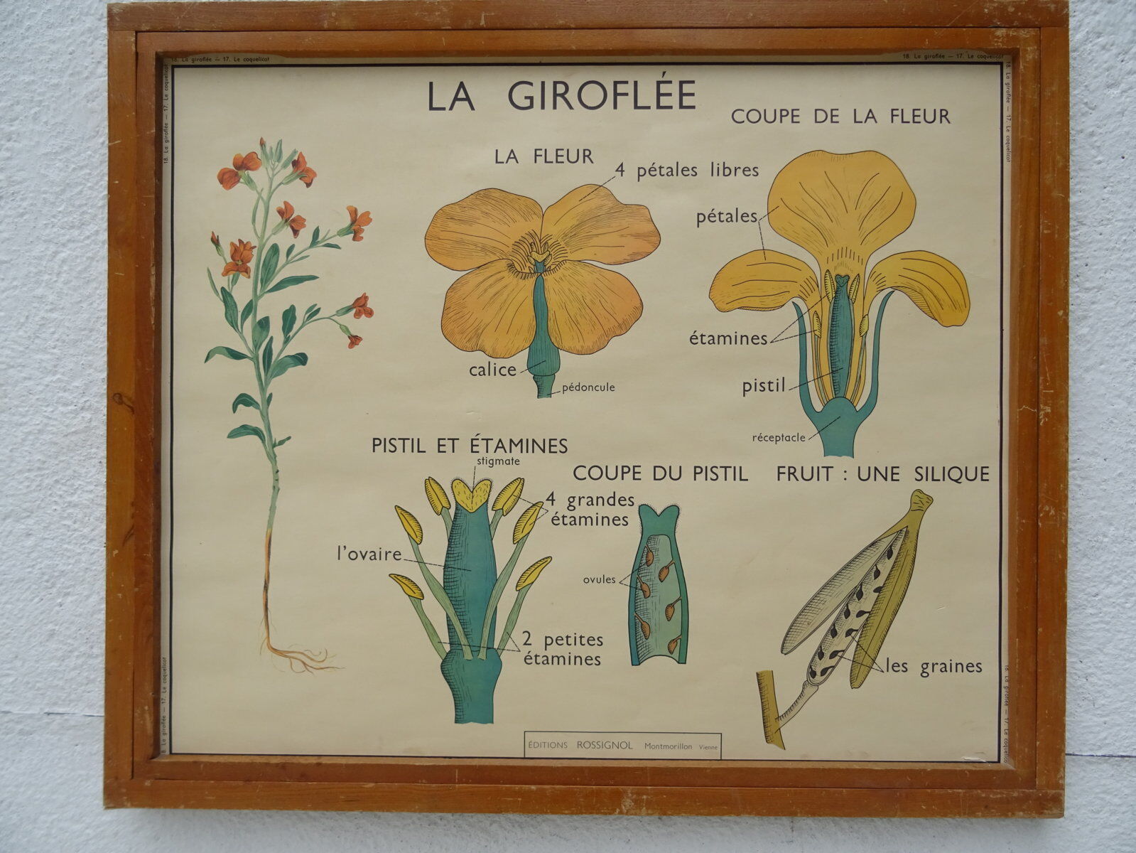 Set of 10 Rossignol posters on plants with frame