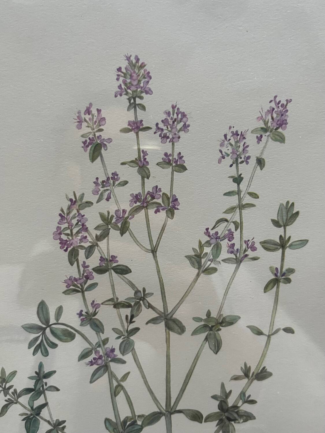 Thyme plant poster