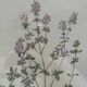Thyme plant poster