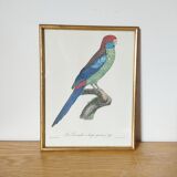 Exotic bird frame