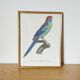 Cadre oiseau exotique