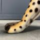 Large Italian ceramic leopard statue, 1960s