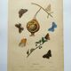 Gravure ancienne de 1839 -Papillons Polymmate - par Dumesnil - colorée main