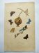 Gravure ancienne de 1839 -Papillons Polymmate - par Dumesnil - colorée main