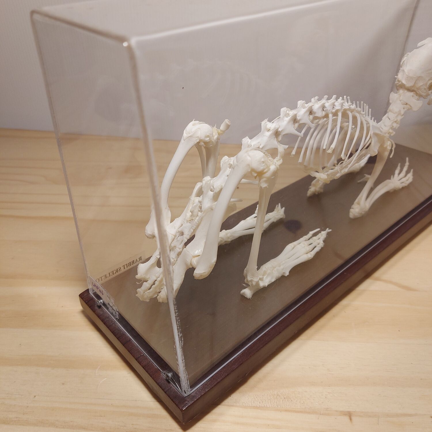 Rabbit skeleton under bell