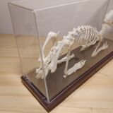 Rabbit skeleton under bell